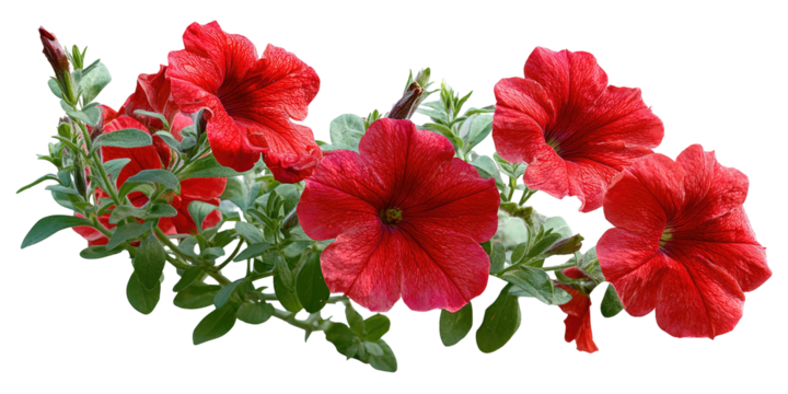 Vibrant red petunias in a cluster