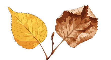 Fototapeta premium A single branch displays two distinct autumn leaves one vibrantly yellow the other a dry brown