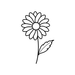 Outline drawing of a single daisy flower on transparent background