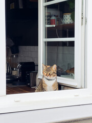 kitty looking of the window
