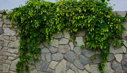 Hop branches as background, harvest, agriculture, green leaves, yellow hops, farm, brewery, noble