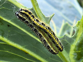 Caterpillar cabbage white butterfly on a green leaf close-up.