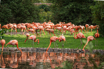 Prächtige Flamingos am Ufer eines Teichs