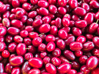 close up of freshly picked ripe dogwood fruits (dogwood berries)