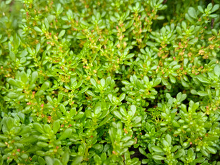 Obraz premium Katumpangan or Pilea microphylla is a perennial plant originating from tropical and subtropical regions. This plant has oval, small, green leaves, growing in humid and shady areas.