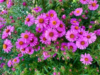 Natural background of many bright pink Michaelmas daisies, Asters amellus on a background of green leaves. Autumn flowers greeting card, seasonal beauty