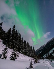 Northern lights over snowy forest (1)