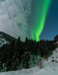 Northern Lights over snowy forest (1)