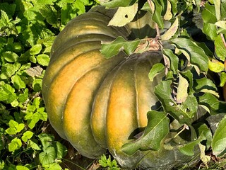 A big beautiful green and yellow pumpkin with leaves lies on the grass on a clear sunny day. Concept of preparing for Halloween, autumn and seasonal food harvesting. Natural background with copy space