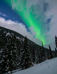 Northern lights over snowy forest