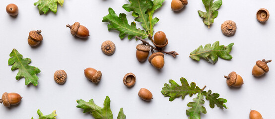 Branch with green oak tree leaves and acorns on colored background, close up top view