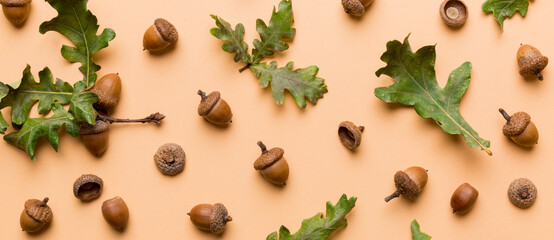 Branch with green oak tree leaves and acorns on colored background, close up top view