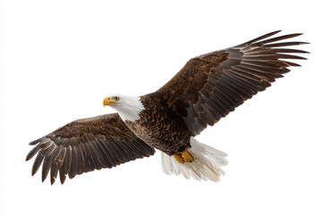 Obraz premium Bald eagle flying isolated on white background