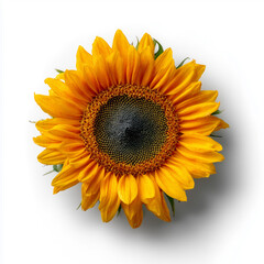 Beautiful sunflower isolated on white background