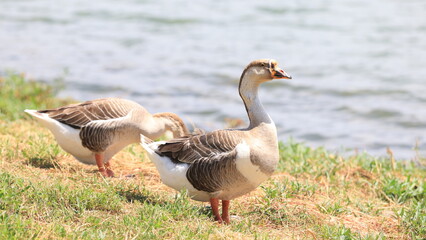 goose live near the pond