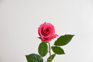 ピンクのばら