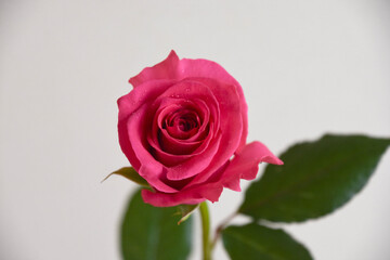ピンクのばら