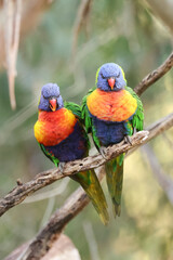 Two Rainbow Lorikeets Sitting on a Tree Branch