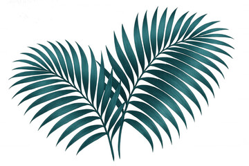 Emerald green palm fronds layering densely, creating vibrant tropical greenery against transparent backdrop