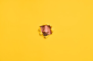 Close-up of human nose through torn yellow paper.