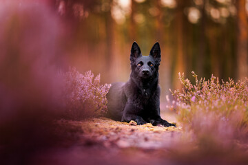 Black German Shepherd in the forest in the heather