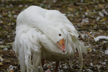 Curly-tailed geese are striking: their soft, curly feathers on their backs, wings, and tails, some...