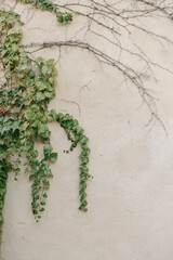 green ivy plant on the wall. Aesthetic composition with copy space