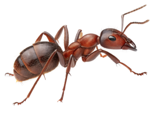Red Ant on a Transparent Background