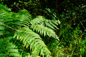 Bright green coloured bracken in woodland