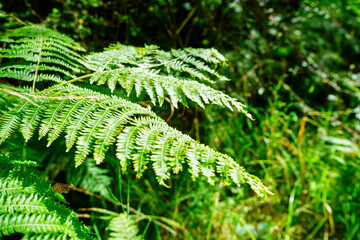 Bright green coloured bracken in woodland