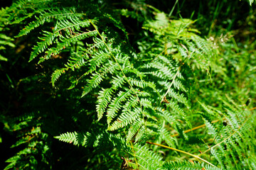 Bright green coloured bracken in woodland