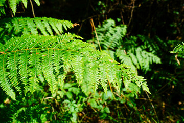 Bright green coloured bracken in woodland