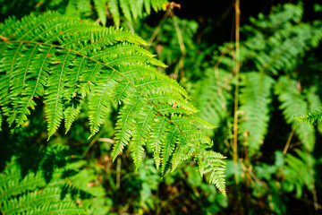 Bright green coloured bracken in woodland