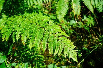 Bright green coloured bracken in woodland
