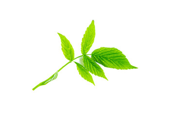 Bright green raspberry leaf isolated on white background.