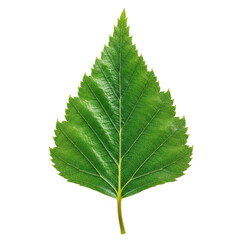 Fototapeta premium Close up image of a vibrant green birch leaf isolated against a transparent background