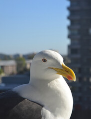 seagull in the city taking some sun