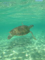 Naklejka premium a sea turtle swimming in the reef