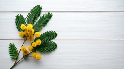 Yellow mimosa blooms evoke sunlit whispers of springtime renewal, perfect for Womens Day celebrations and vernal equinox rituals