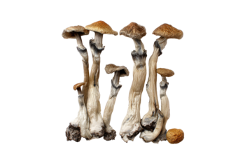 Close-up of several psilocybin mushrooms.  Grouped, light tan caps, pale stems, intricate veining.  Dark background