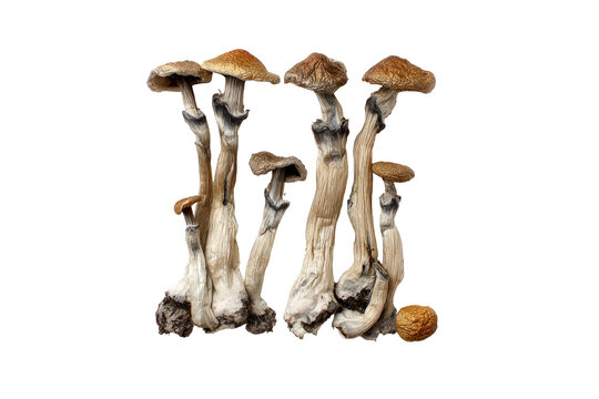 Close-up of several psilocybin mushrooms.  Grouped, light tan caps, pale stems, intricate veining.  Dark background