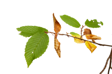 linden or lime tree branch twig isolated on white or transparent png