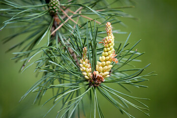 green pine needles