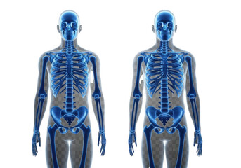 Anatomical illustration of two human skeletons side by side isolated on transparent background