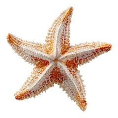 A close-up view of a beautifully detailed starfish showcasing its unique texture, vibrant colors, and intricate patterns of nature's marine life on a white background.