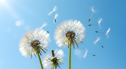 Obraz premium Dandelion Seeds Flying in the Air Against a Clear Blue Sky