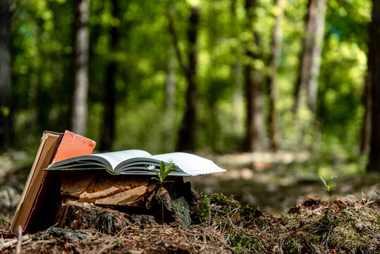 Old book lying on tree stump with blurred forest trees in background. Open book with old paper pages. Concept of knowledge, wisdom, fairy tales