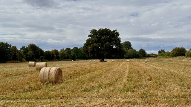 A large old oak tree in the middle of a meadow that has been mowed with hay bales lying out to dry Outdoor at daytime during summer in Hennef next to the Sieg river in Germany in Europe.