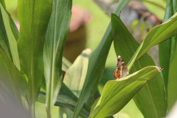 Fototapeta premium butterfly in a garden at khone island in laos