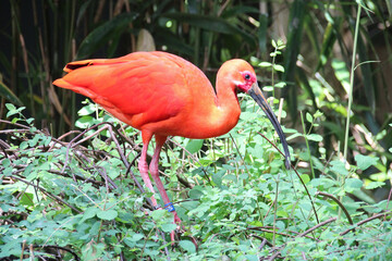 red ibis in a zoo in mulhouse in france 
